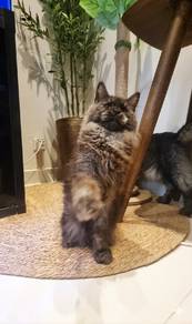Cert Purebred Adult Female Mainecoon 