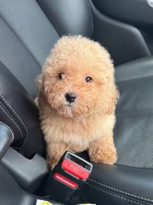 Toy Poodle 🐶