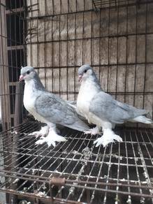 burung merpati Lahore anak muda 