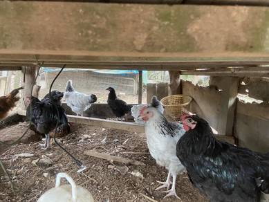 Ayam Penelur Light Sussex, Black Australop, RIR