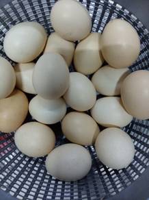 Telur Ayam Kampung