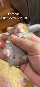 Cute Long Hair Syrian Hamster