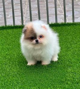 POMERANIAN PUPPIES A262 🌻 Sort of shine - Male