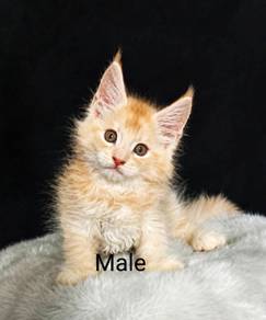 Cute Maine Coon