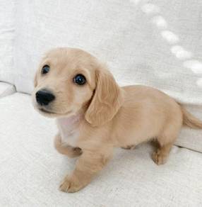 PP_A800 Dachshund cream color haired puppy dog