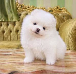POMERANIAN PUPPIES A155 🌻 Sort of shine Female