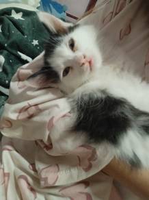 Kucing persian mix