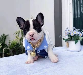 FRENCH BULLDOG PUPPIES 🌻VIP112 Panda Boy