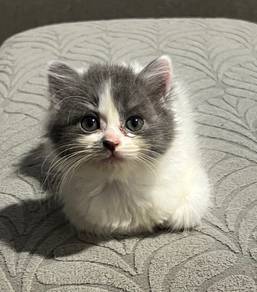 Kitten DLH mix | Female