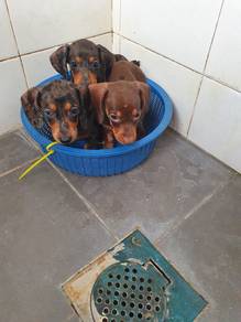 Joy Dachshund