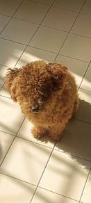 Poddle 