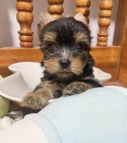 YORKSHIRE TERRIER PUPIES Y55 🌻 Male