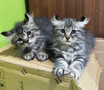 American Curl Kitten