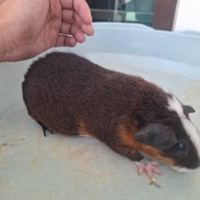 Guinea pig