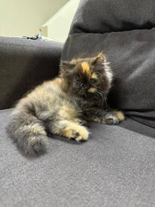 Tortoiseshell Persian Kitten