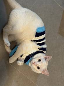 Audil male cat for adoption