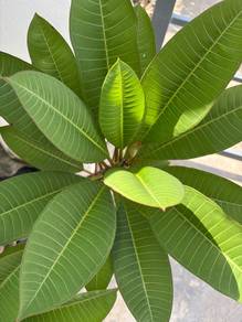 Pokok Plumeria Frangipani Rubra Dark Red