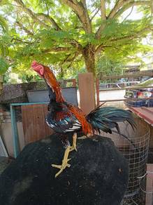 Ayam pembaka pakoy dan pama.