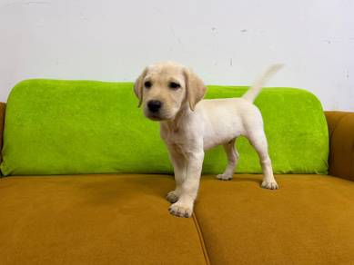 Labrador cream colour