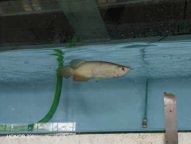 arowana defect