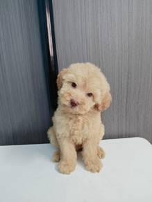 cute Maltipoo Maltese mix poodle 