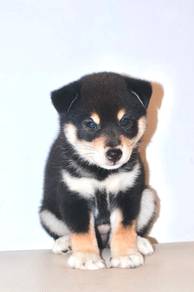 i1 Adorable Shiba Dog