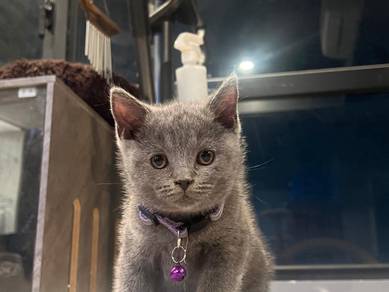 Female BSH Blue British Short Hair Kittens