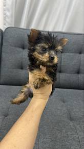 Female Yorkshire terrier Yorkie Puppy F1