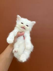 Non Standard Munchkin + Himalayan