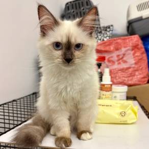 Fluffy Siamese