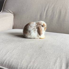 Holland lop bunny rabbit arnab