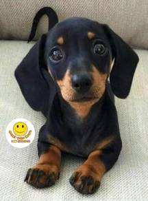 TERO111 Dachshund puppy dog black tan color