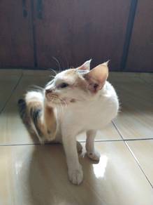 kucing nak tukar hak milik