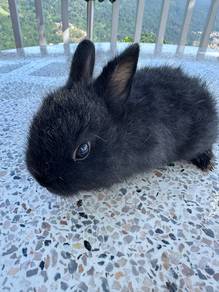 Baby Rabbit- 1 month plus