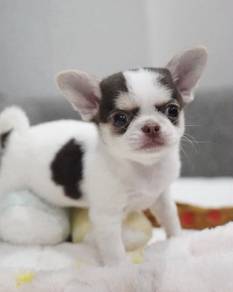 CHIHUAHUA PUPPIES VIP213🌷Head Apple Cute Dog