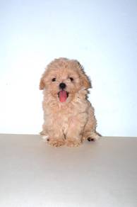 C29 Sweet Maltipoo Dog