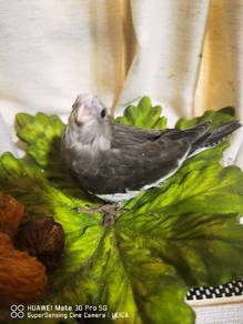 baby cocktails jinak 