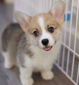CORGI PUPPIES C211 🌻 cheeky Puppy Female