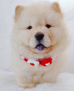 Chow Chow