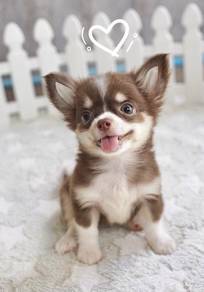 CHIHUAHUA PUPPIES 343 🌷Head Apple Cute Dog