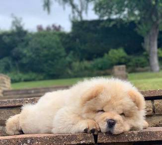 CHow Chow