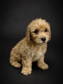 Miniature Poodle