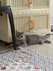 BSH Mixed Tabby Grey