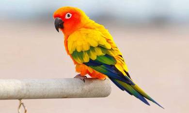 Sun conure burung parrot