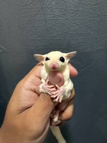 Sugar glider leucistic