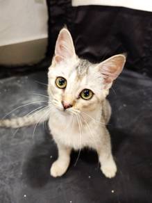 Mix British Short Hair ( 3 month)