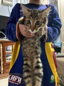 kucing free