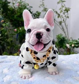 FRENCH BULLDOG PUPPIES S227 🌻Cute Puppy Available