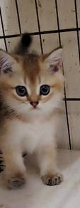 British Short hair shorthair bsh golden ny25 