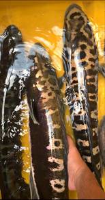 Ikan Toman